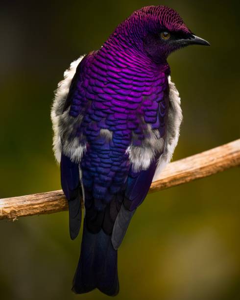 purple Violet-Backed Starling bird macro on branch rear view stock photo