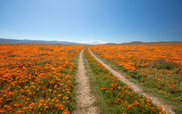 Desert dirt road through field of California Golden Poppies in the high desert of southern California USA Desert dirt road through field of California Golden Poppies in the high desert of southern California USA antelope valley poppy reserve stock pictures, royalty-free photos & images