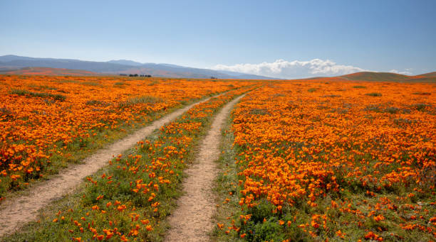 Curving desert dirt road through field of California Golden Poppies in the high desert of southern California USA Curving desert dirt road through field of California Golden Poppies in the high desert of southern California USA antelope valley poppy reserve stock pictures, royalty-free photos & images