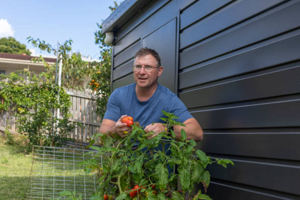istock Happy Mature Man Picking Tomatoes 1319160850