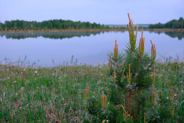 Scenery. Summer, lake. In the foreground is a young spruce.