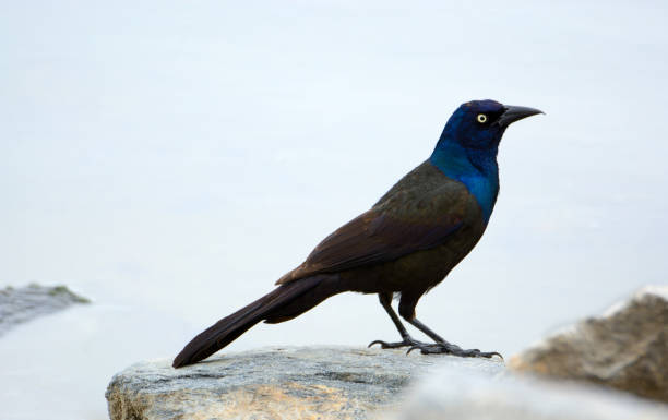 istock Male Common grackle bird or Quiscalus quiscula 1319162540