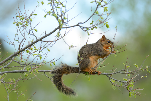 Pregnant fox squirrel with teats eating new springtime leaves on tree branch