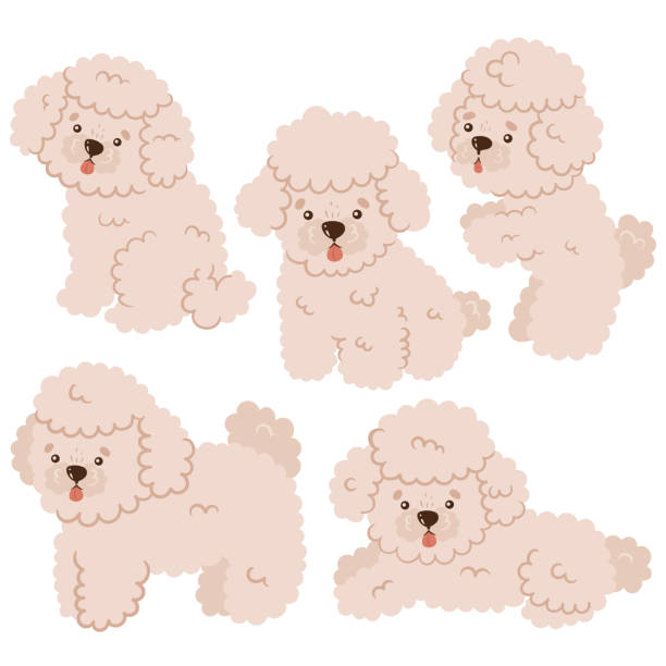 ilustrações, clipart, desenhos animados e ícones de conjunto de mini poodles bonitos isolados no fundo branco. desenho vetorial. - cão miniatura