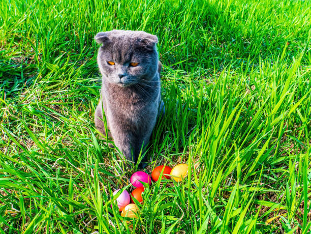 istock Colored chicken Easter eggs and gray cat on green grass. 1319164666