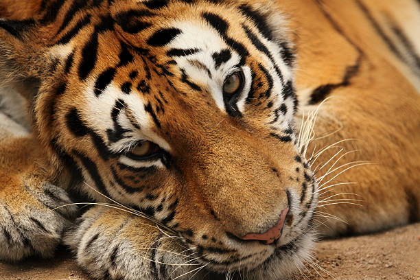 istock Portrait of Siberian Tiger 131916629