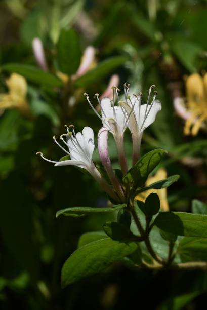 istock Japanese honeysuckle flowers. 1319168524