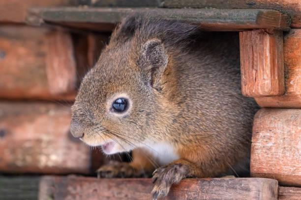 istock winter squirrel in wood house 1319169231