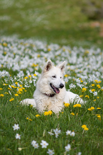 Smiling white Swiss Shepherd dog lying on a daffodil meadow.