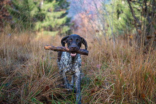 Purebred German Short-haired pointer carries a stick instead of carrying a pheasant on the hunt.