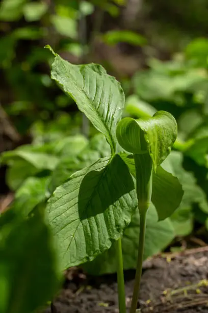 Photo of Solitary jack-in-the-pulpit wildflower plant in a forest ravine