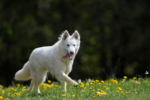 A cute white Swiss Shepherd puppy walks across the meadow.