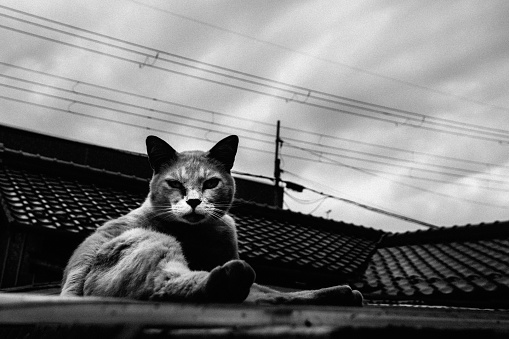 Cat looking at me on a roof.