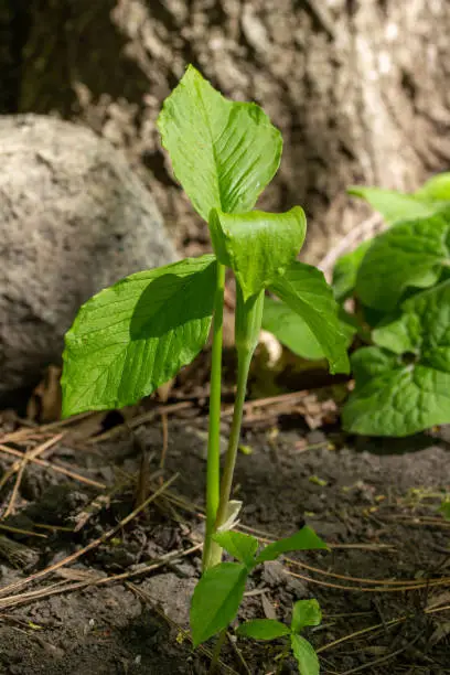 Photo of Solitary jack-in-the-pulpit wildflower plant in a forest ravine