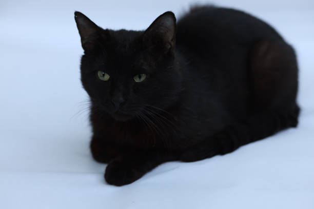 istock Black Cat sitting and looking at the camera, isolated on white 1319170652