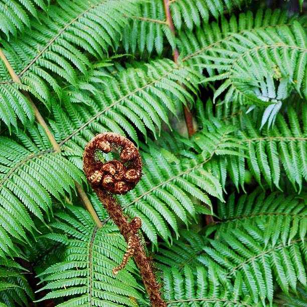 Detail from the plant world, a rolled-up fern branch. Cut out and isolated on a white background.