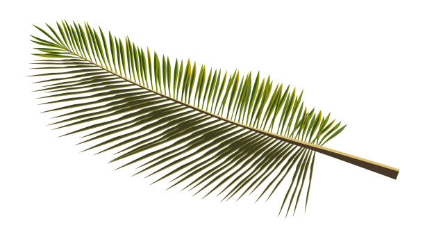 istock Colored realistic palm branch isolated on white. Palm leaves for collage. Vector illustration. 1319173561