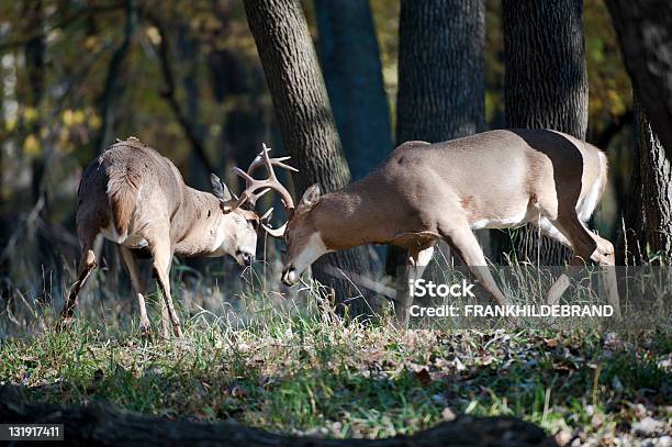 Dueling Bucks Stockfoto und mehr Bilder von Bock - Männliches Tier - Bock - Männliches Tier, Brunst, Fotografie