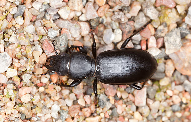 istock Ground beetle, broscus cephalotes, macro photo 131917496