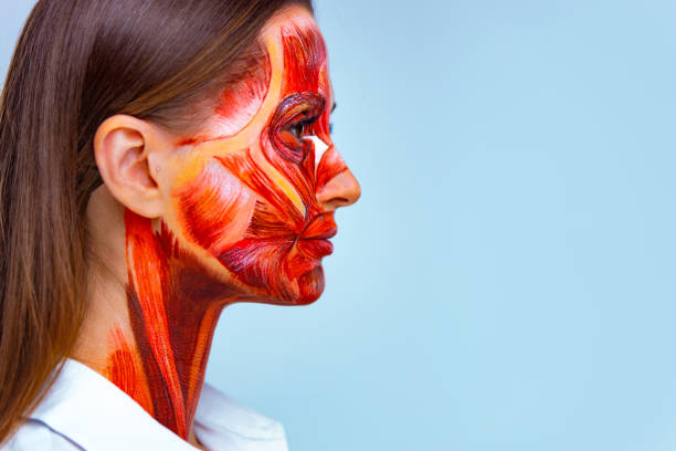 Cosmetology concept. Young woman with half of face with muscles structure under skin. Model for medical training on a light background. Close up photo of face human anantomy. stock photo