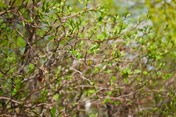 Prickly hawthorn bush with long thorns blooming at springtime. Small and young green leaves. Abstract natural plant background.
