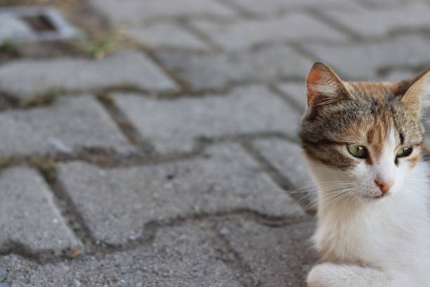 istock From the World of Cats 1319175793