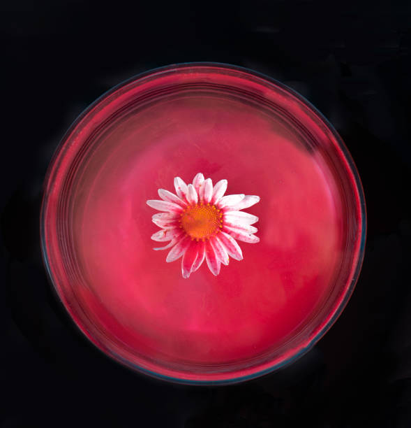 istock Circular beautiful abstract flower concept. A single white daisy floating on water. Covered with red acrylic paints against cloudy red and black background 1319176022