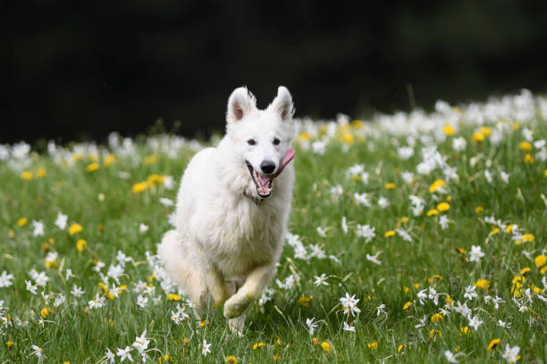 istock A carefree dog life 1319176125