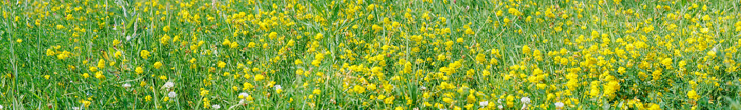 Panorama Wild yellow flowers of Meadow pee or Meadow vetchling are swayed by a light breeze. Lathyrus pratensis Selective focus