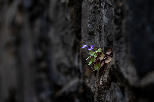 Little blue flowers growing on a blackened wall (shallow depth of field). Concepts of life force and resilience of nature