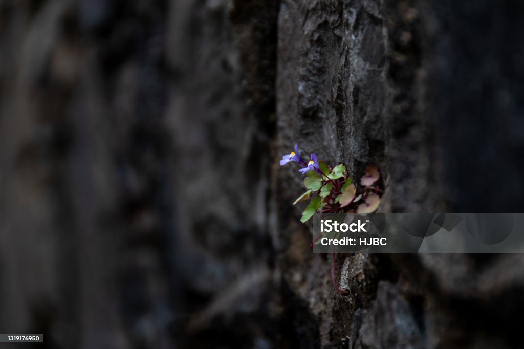 Little blue flowers growing on a blackened wall Little blue flowers growing on a blackened wall (shallow depth of field). Concepts of life force and resilience of nature Adaptation - Concept Stock Photo