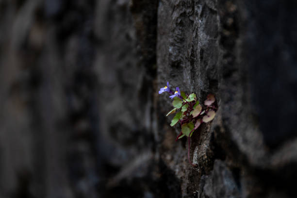 Little blue flowers growing on a blackened wall Little blue flowers growing on a blackened wall (shallow depth of field). Concepts of life force and resilience of nature adapting stock pictures, royalty-free photos & images
