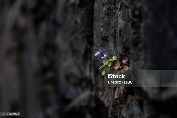 Little Blue Flowers Growing On A Blackened Wall Stock Photo - Download Image Now - Adaptation - Concept, Resilience, Survival