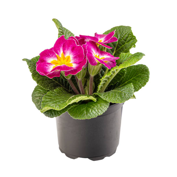 istock Pink primula with yellow center 1319178102