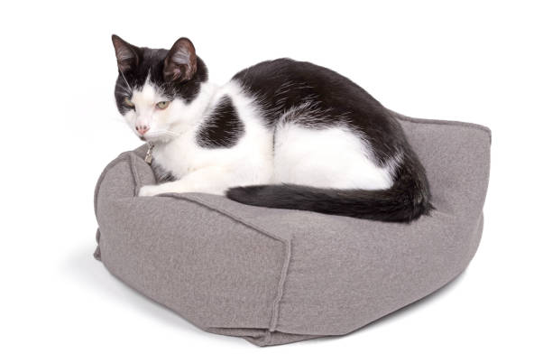 Black and white cat resting on a pillow