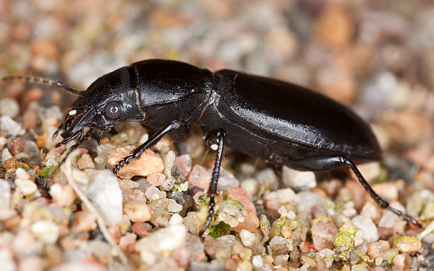 istock Ground beetle, broscus cephalotes, macro photo 131917843