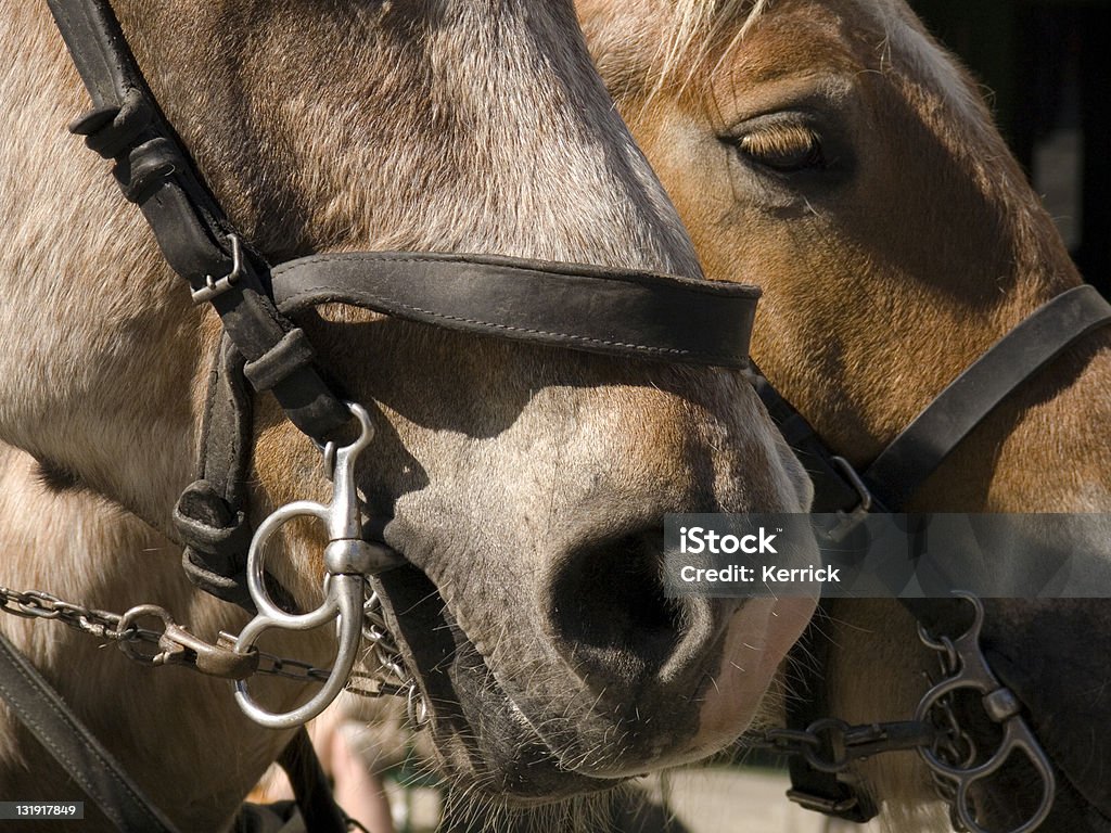 detail der zwei Pferde Kutsche - Lizenzfrei Brauner Stock-Foto