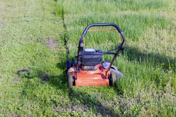 Grass cut in piles after the lawn mower