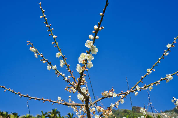 White plum blossoms in full bloom, attracting bees for nectar, blue sky.The unique winter forest in Dongshi Forest adds to the mountain scenery. Taichung, Taiwan. 21 Jan. 2021.