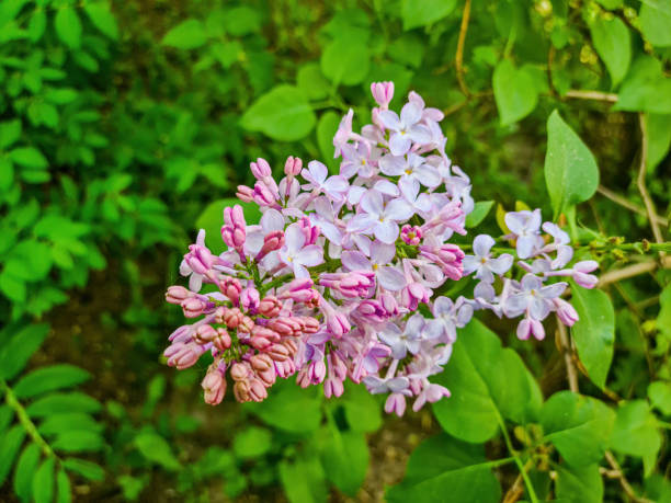 Pink lilac blooms in the garden