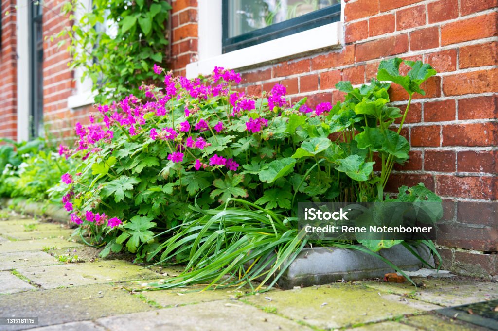 Close up of a green facade garden in the city Close up of a green facade garden in the city outdoors in groningen netherlands Yard - Grounds Stock Photo