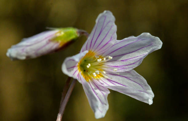 istock Silene pratensis - Meadow resin, or Small white, or Dryma 1319181166