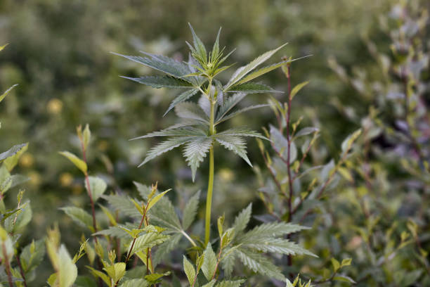 istock A stalk of cannabis plant. 1319181195