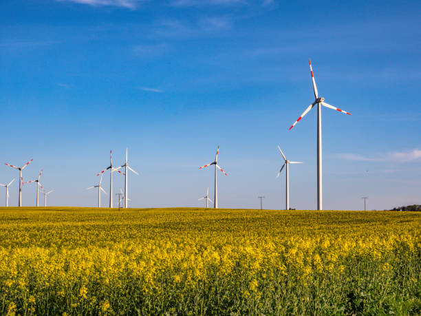 istock Wind turbine on a rapeseed field that is blooming 1319183512