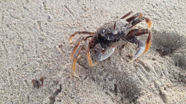 istock Small sea crab on the beach sand on the background. 1319183589