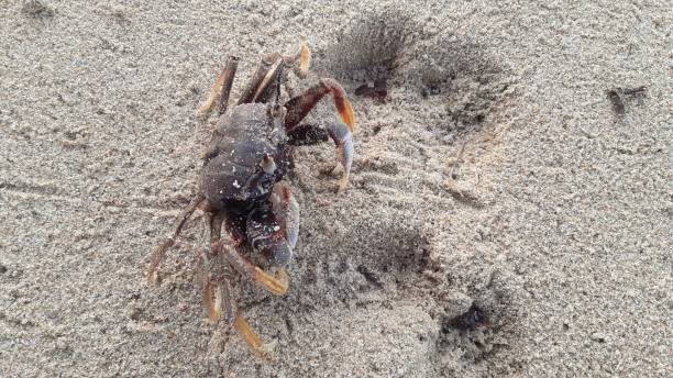 istock Small sea crab on the beach sand on the background. 1319183594