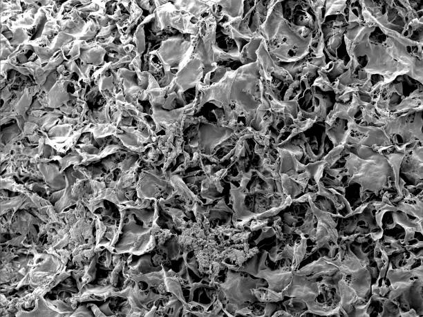 balayage de l’image microscopique électronique des fragments de vaisseaux sanguins et du tissu conjonctif - sem photos et images de collection