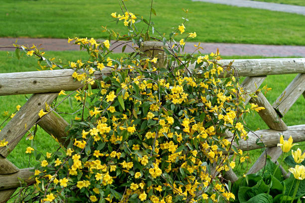 Gelsemium sempervirens Margarita, restrained vine with dark green foliage and golden yellow flowers in spring Gelsemium sempervirens Margarita, restrained vine with dark green foliage and golden yellow flowers in spring gelsemium sempervirens stock pictures, royalty-free photos & images