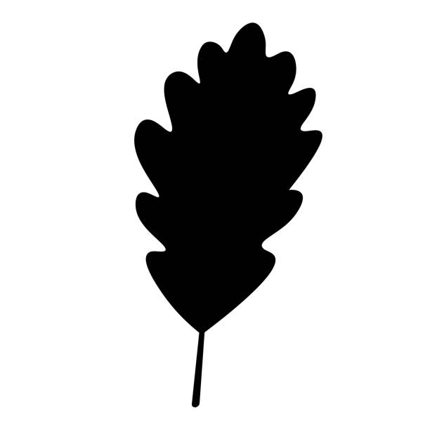 ilustrações de stock, clip art, desenhos animados e ícones de oak leaf. silhouette. part of the tree with veins. vector illustration. outline on an isolated white background. sketch. the leaf is used in the symbols of different countries. a symbol of loyalty. - oak leaf oak tree acorn season