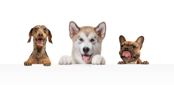 istock Three cute beautiful purebred dogs isolated over white studio background. Collage 1319186647